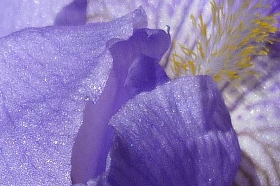 MA_COLOMBE copie.jpg