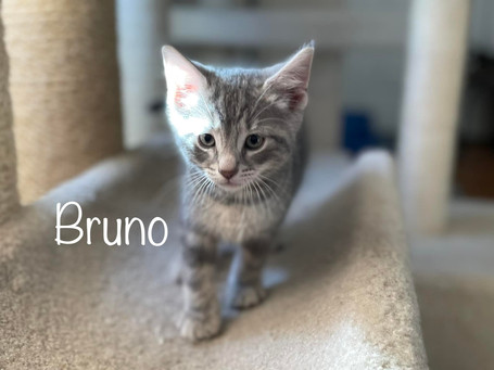 Bruno_Web.jpeg