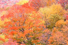 Vermont Treescape Diversity.jpg