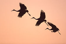 Sandhill Cranes Flow.jpg