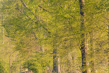 The Greens of Spring
