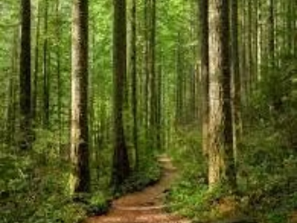 Beautiful image of forest