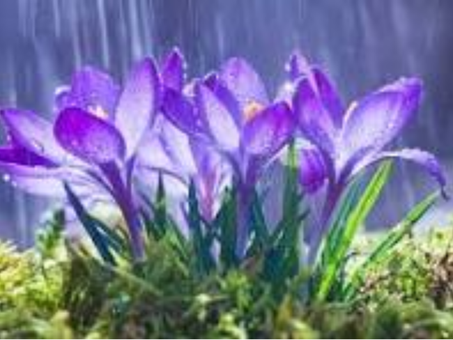 the group of flowers blowing all together