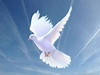 A bird is flying