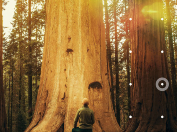 woodcutter observing the tree