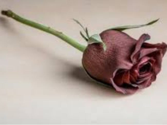 picture of rose flower