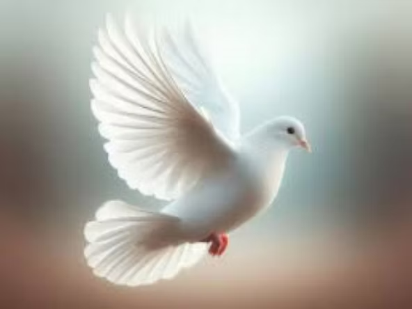 picture of a dove