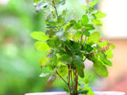 തുളസിത്തറ