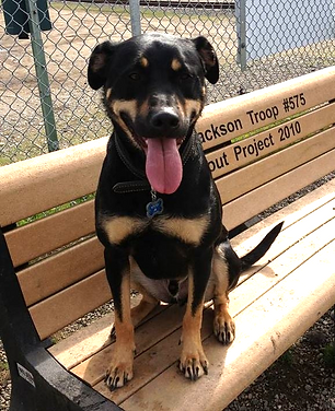 Rocky Junior's Dog Training & Behavior Tacoma