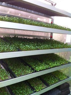 Edited Image 2014-8-20-11:44:46