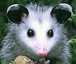 Opossum, baby opossum, joey