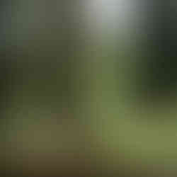 Biking on the city walls of Lucca