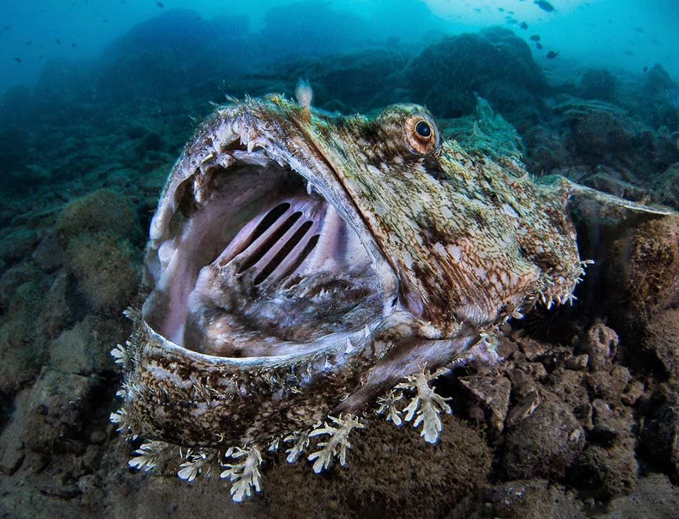 An anglerfish