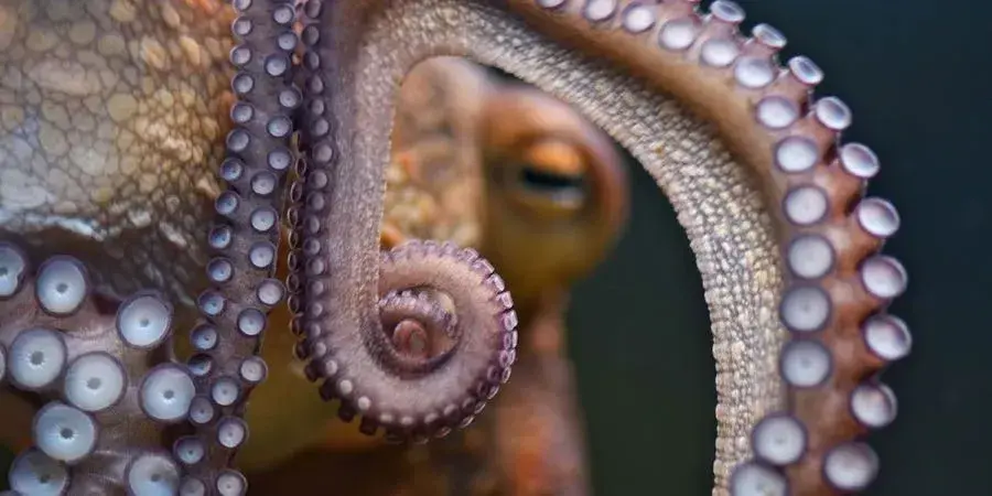 Octopus