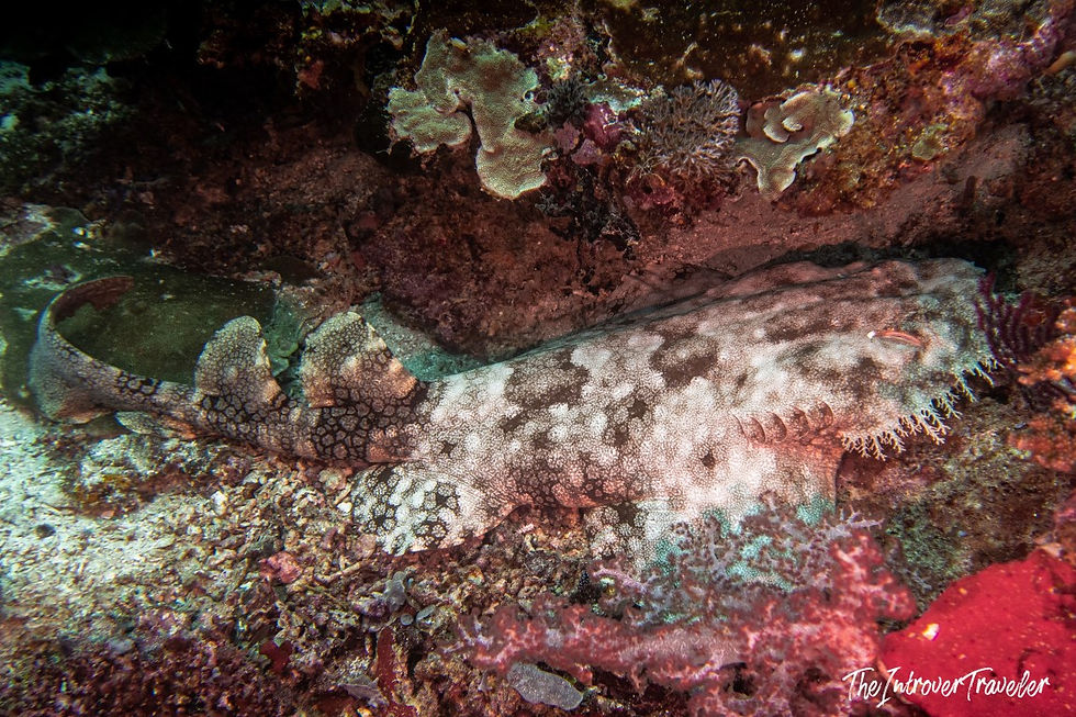 A wobbegong shark in Raja Ampat