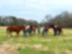 Group of volunteers with horses
