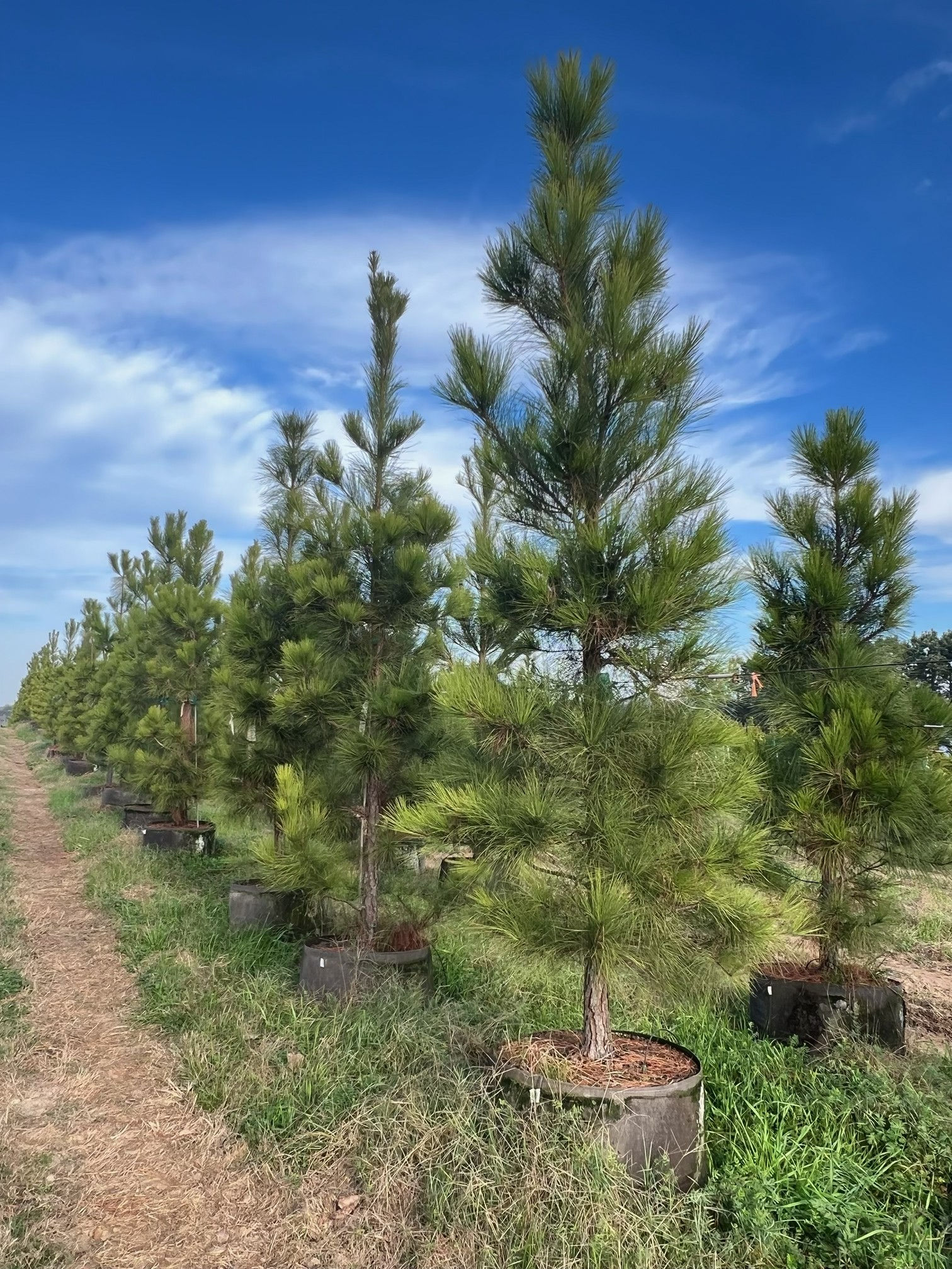 65 Gallon Root Pouch Loblolly Pine