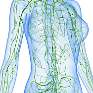 Lymphatic system.jpg