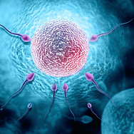female reproductive system_1.jpg