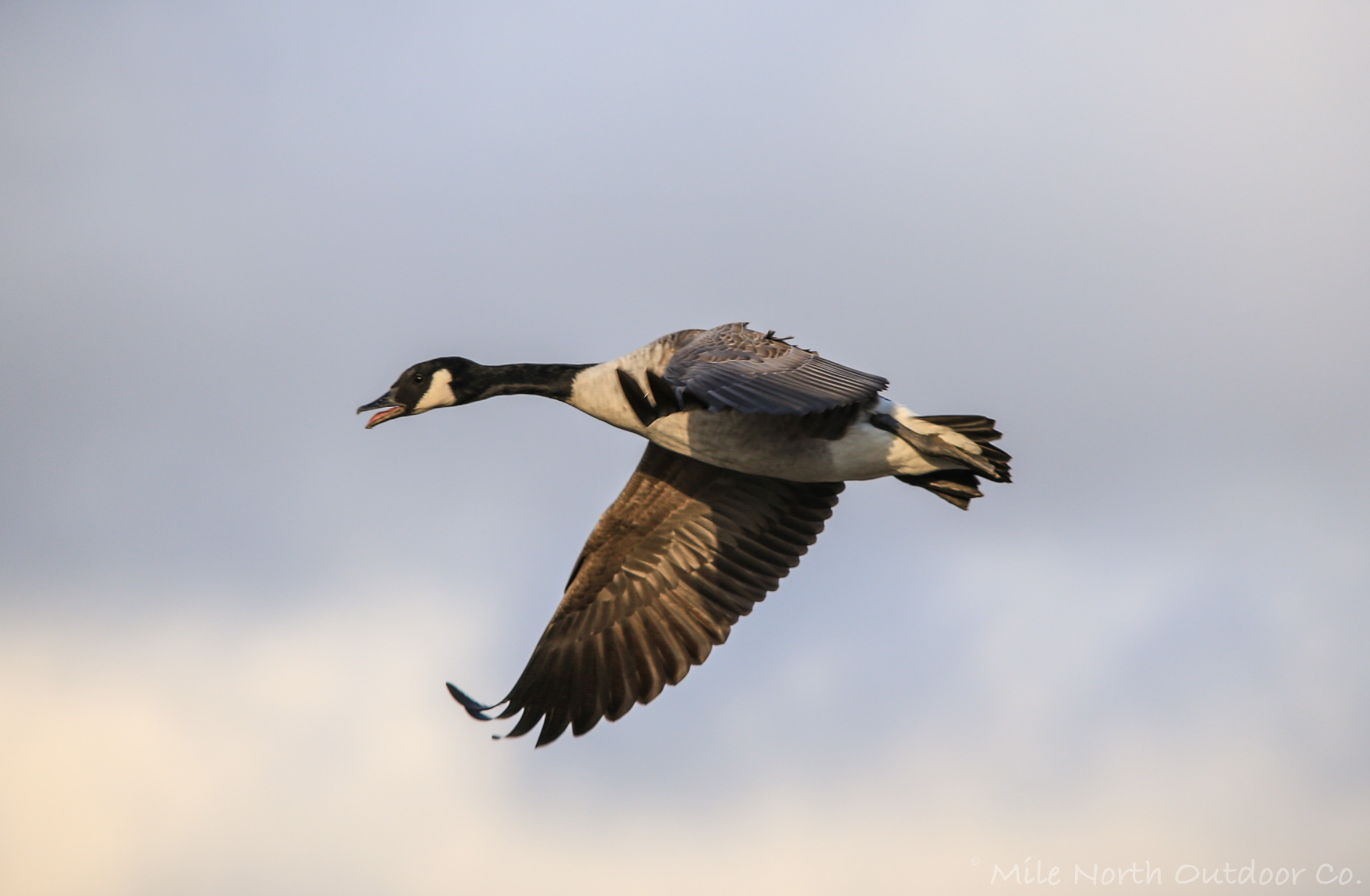Chasse au dindon sauvage — Wingfeather Outfitters – Wingfeather Outfitters