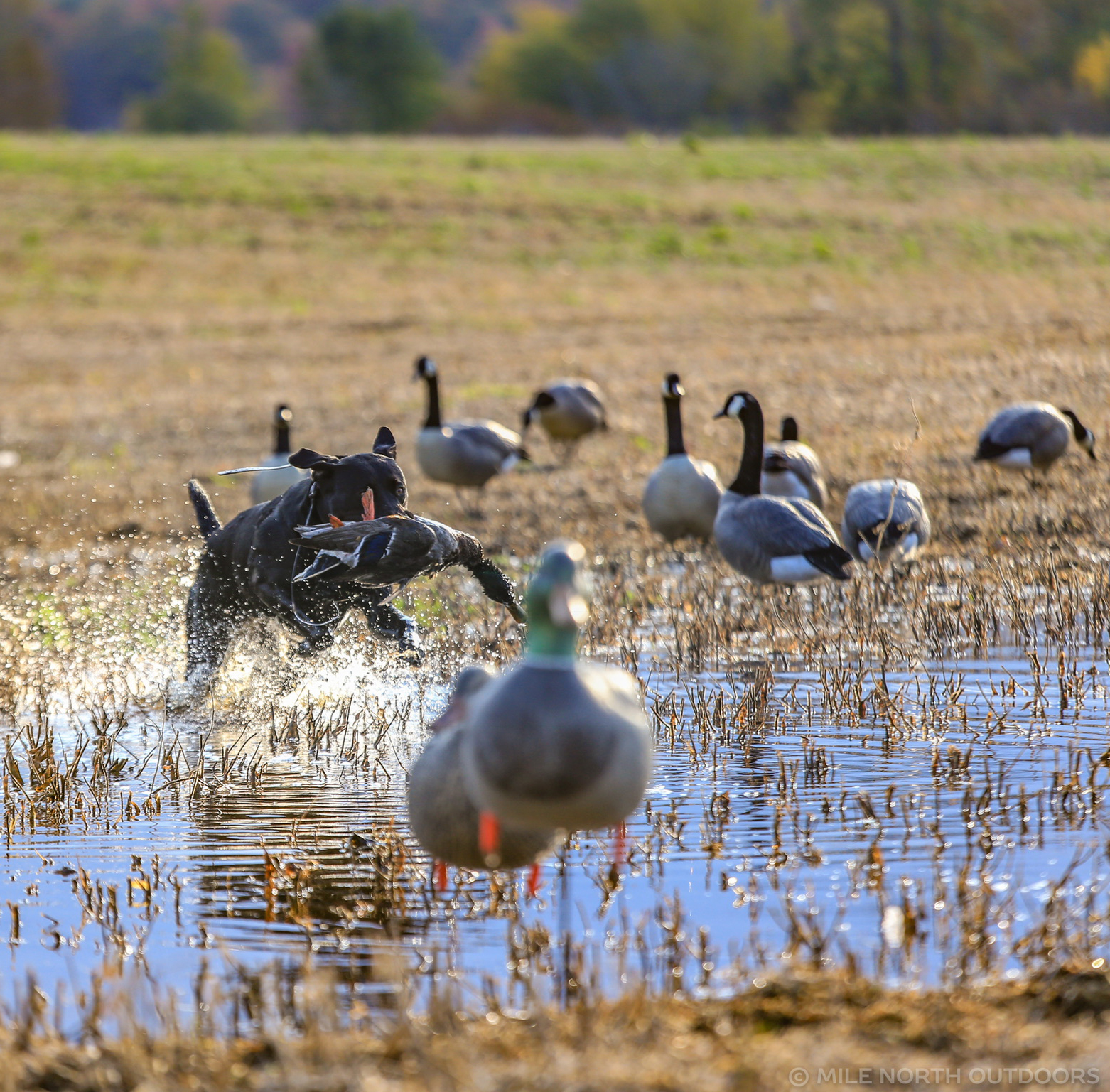 Chasse au dindon sauvage — Wingfeather Outfitters – Wingfeather Outfitters