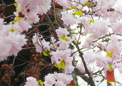 temple flowers 2.png