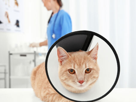 10 Responsible Pet Care Tips