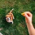 giving-treat-dog-view-point_109710-2316.