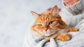 10 Scientific Benefits of Being a Cat Owner