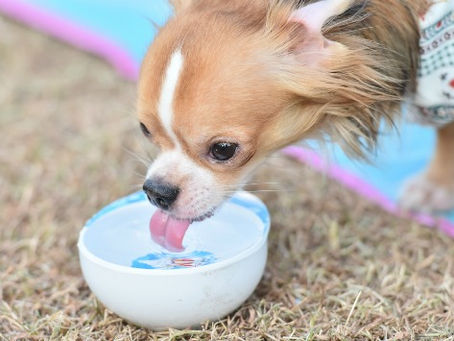 Why is My Dog Drinking So Much Water?