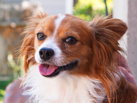 10 Tips to Make your Dog’s Life Happy & Healthy