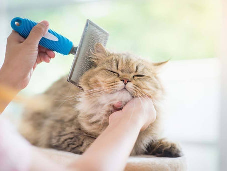 5 Ways To Reduce Cat Shedding