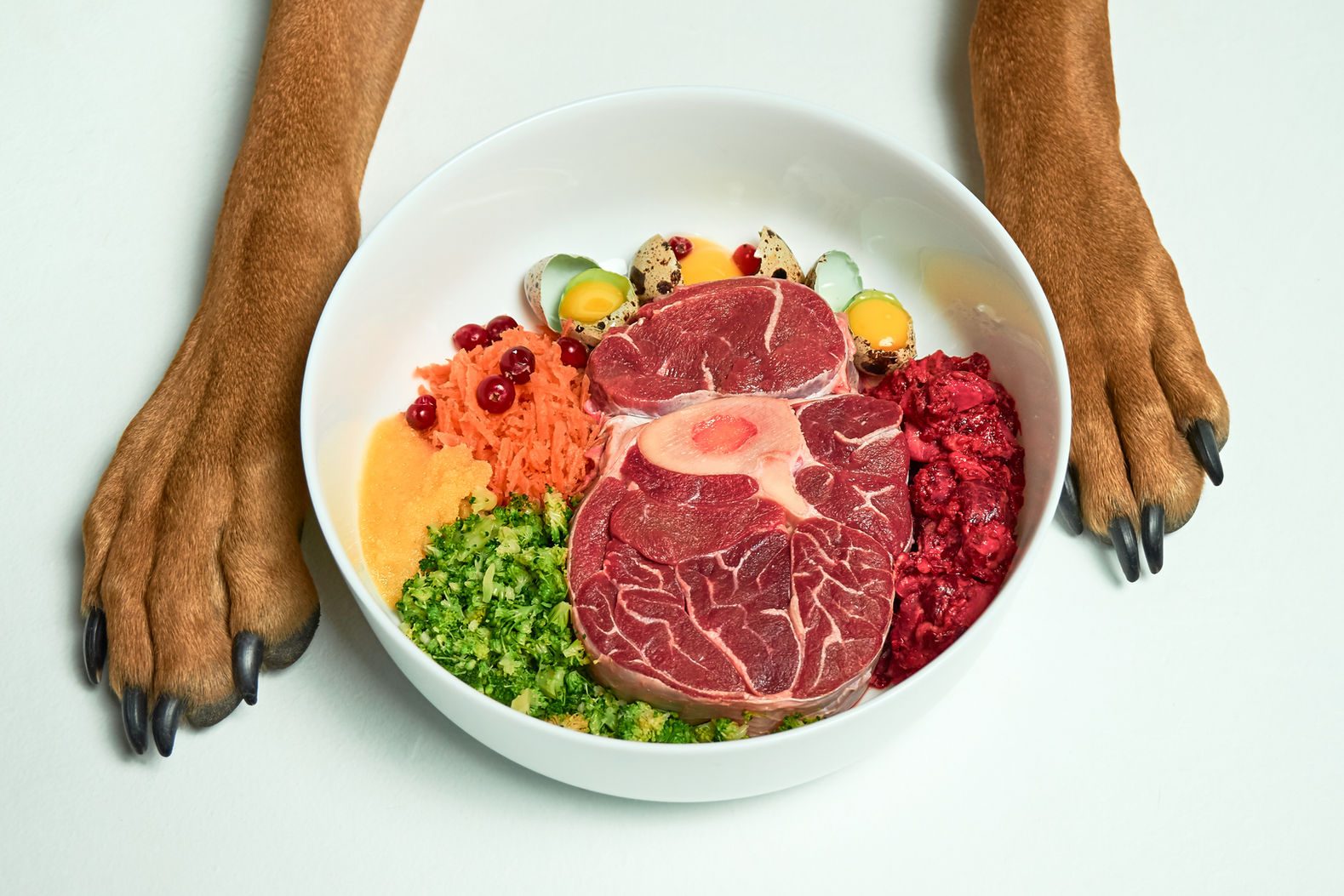 Natural Raw organic dog food in bowl and dogs paws on white background. BARF dog diet. Raw