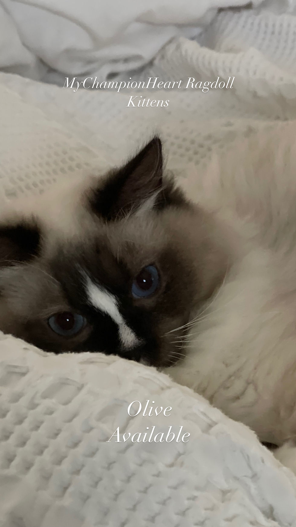 Thumbnail: Olive Oil - 1 year old