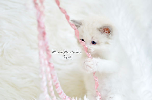 blue bicolor ragdoll kitten