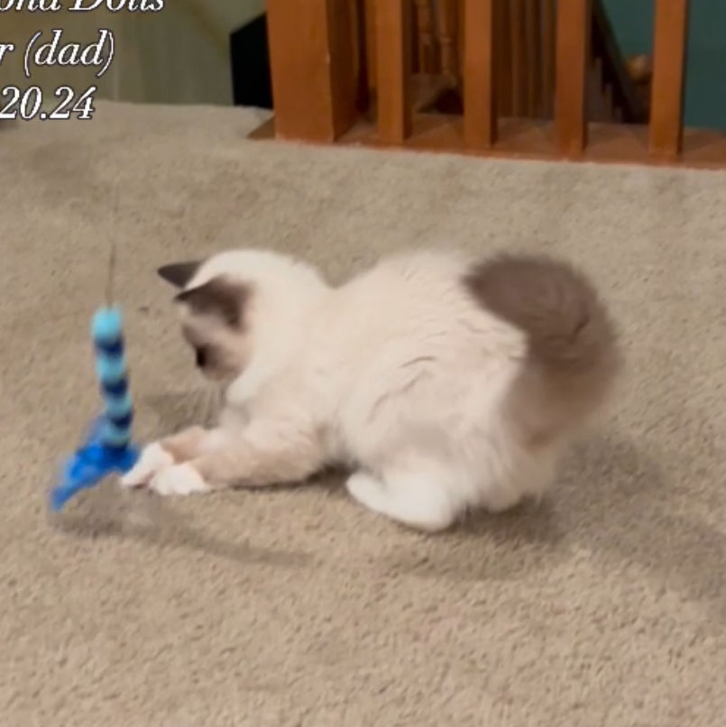 Thumbnail: Olive Oil - 1 year old
