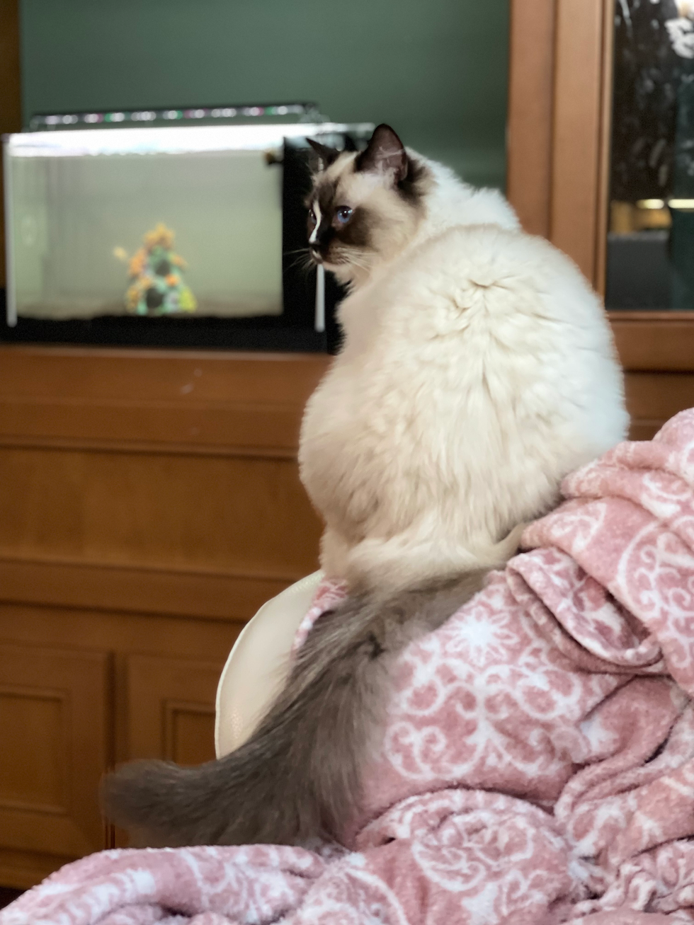 Thumbnail: Olive Oil - 1 year old