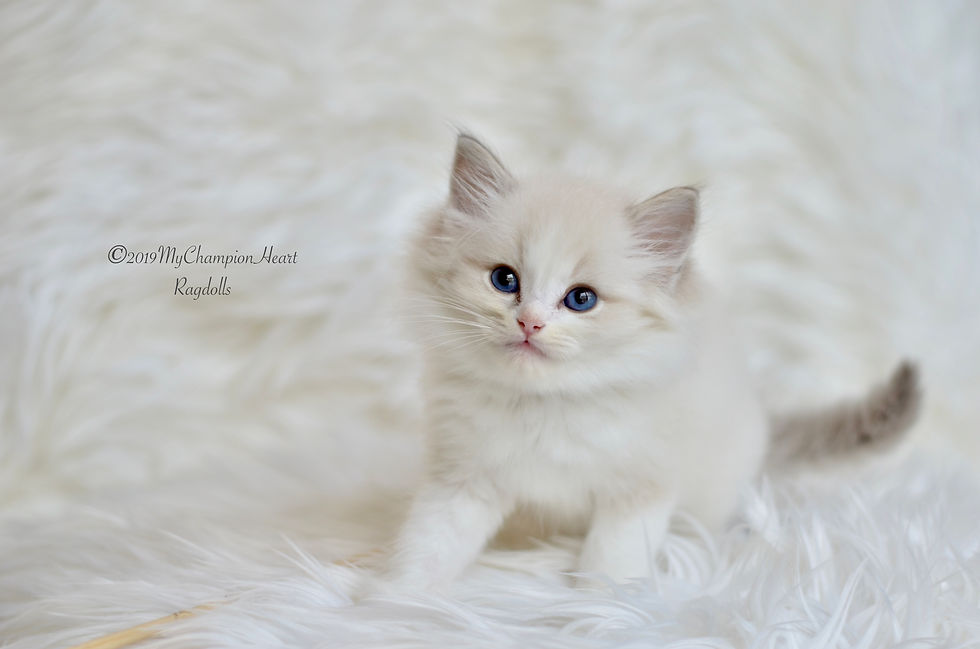 Thumbnail: Larkin D. (SIMBA)