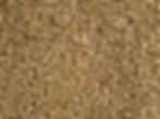 Canaryseed