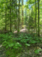 Old Growth Forest Tour