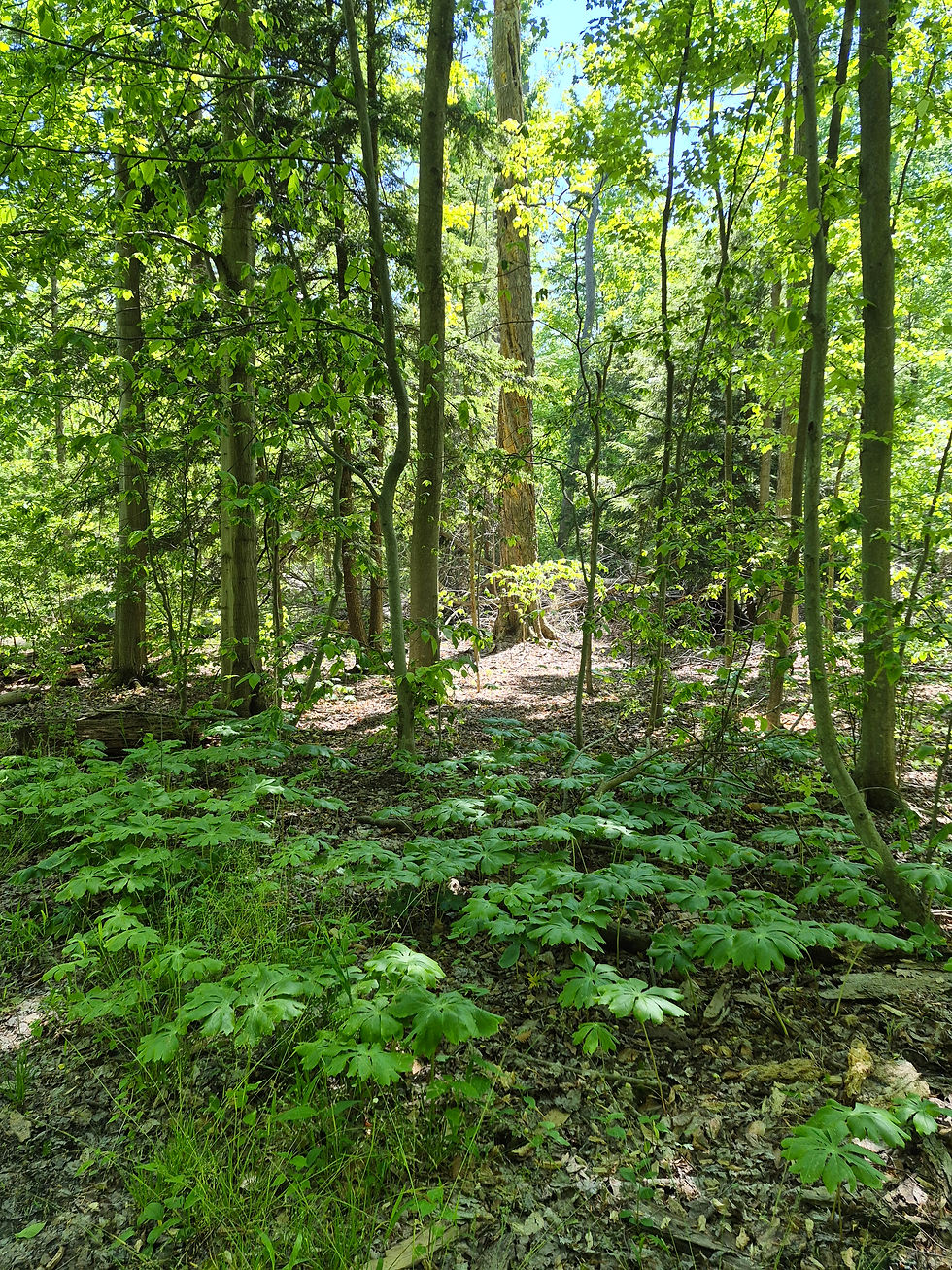 Old Growth Forest Tour