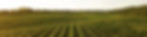 Feld