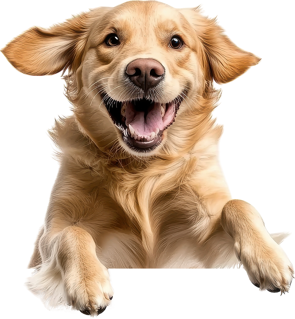 golden-retriever-dog-jumping-happily-in-a-playful-moment