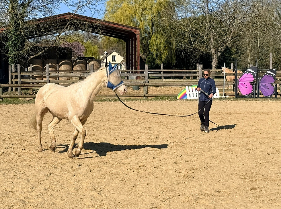 Trois générations équines au Ranch