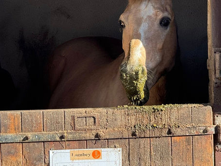 Offrir une retraite paisible aux chevaux âgés, une présence, une attention, une promesse