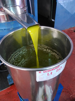 estrazione oleificio di Salaparuta