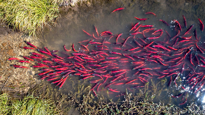 school of salmon
