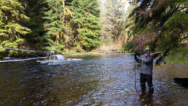 Karl Seitz getting ready to pull in the rotary screw trap we use to capture juvenile salmon. The rotation of the aluminum screw echoes strange noises along the banks of the Koeye. (Photo Credit: Michael Arbeider)
