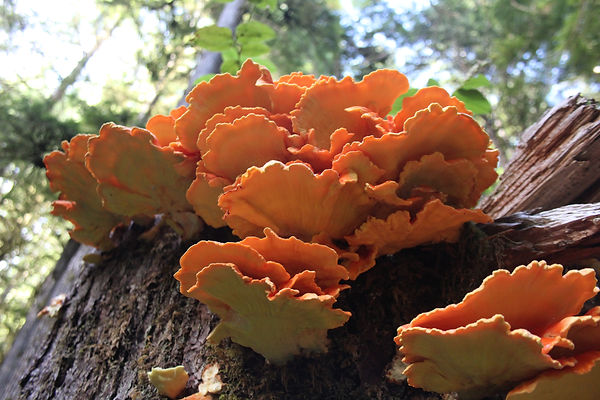 Chicken of the Woods. Notice how they glow bright orange! (Photo credit: Catherine Jardine)