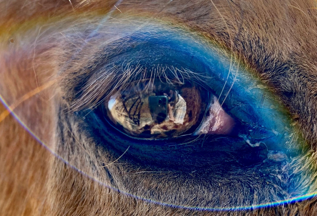 Horse eye and soul